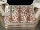 stem cell trays stem cell trays
